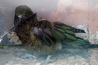 Nestor notabilis - Kea